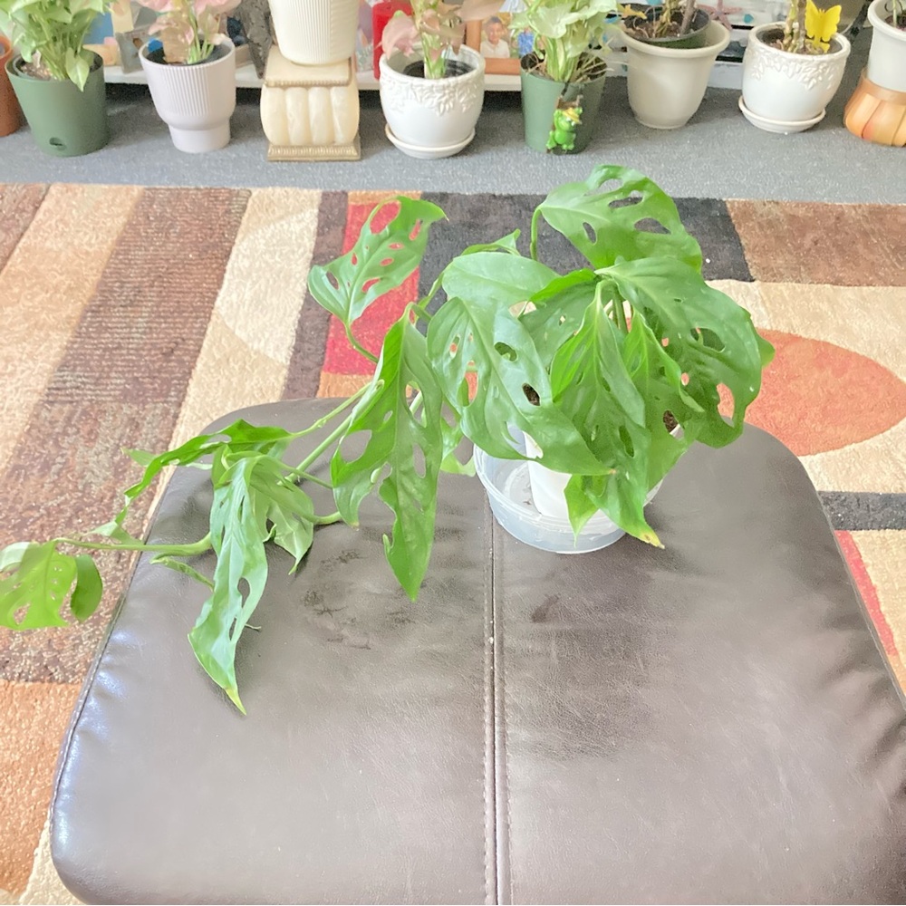 Green Potted Plant
